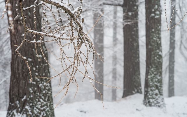 Inverno a Bormio